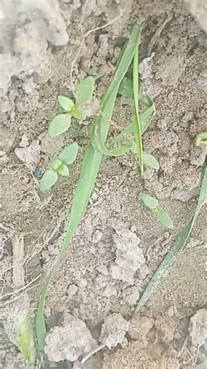 Tiny Insect Big Power | Nature Wonders 🐝