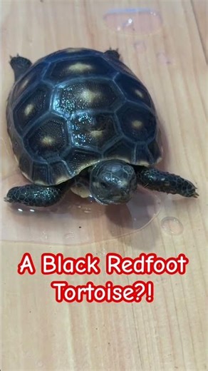 I Had To Look Twice At This Tortoise