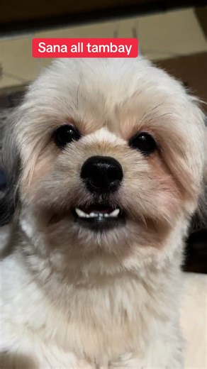 #dogsofttiktok #dogtok #dog