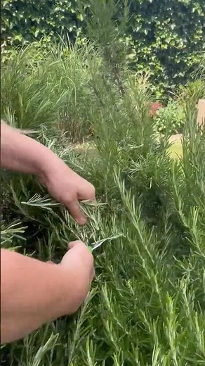 How to Dry Rosemary from Your Garden 🌿 Easy Herb Drying Method