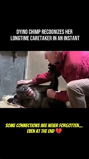 Dying Chimp Recognizes Old Friend… What Happened Next Is Heartbreaking 🐵💔 #animals #emotional #fyp