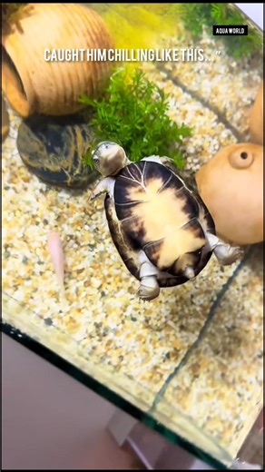 You have the cutest turtle ever! 😍💎 #TurtleLife #AquaWorld #shorts