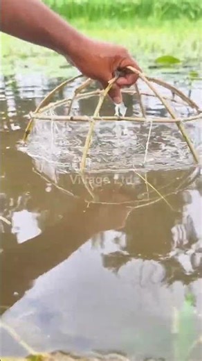 🎣 Village Ltd | Desi Village Fishing | River & Pond Catches | Traditional Fishing 🌿 #villageLtd
