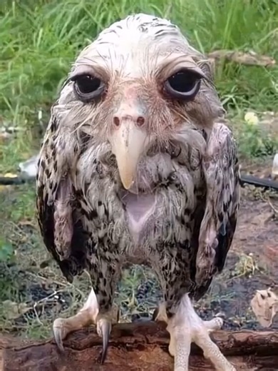 Fotos raras que nunca habías visto. #Fotos #curiosidades #fyp | photos
