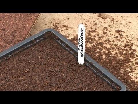 How To Plant Seeds In A Seed Tray