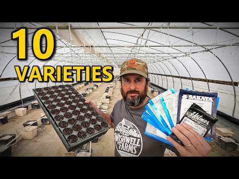 The Tomato Gamble… Switching Greenhouse Varieties After 25 Years