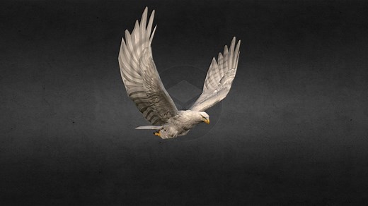 White Eagle Animation Fast Fly - Download Free 3D model by GremorySaiyan