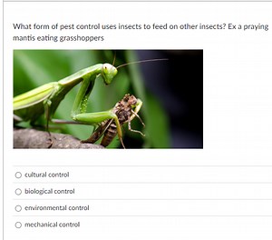 What form of pest control uses insects to feed on other insects... | Filo