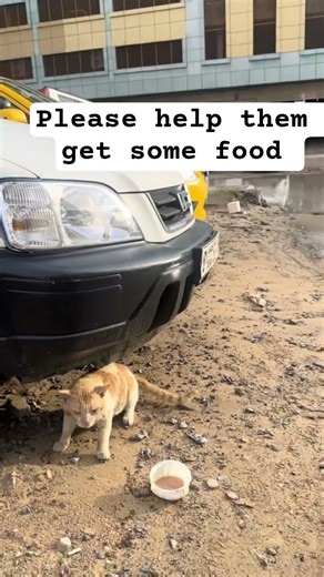 link in bio to help us get some food we have not received any help please donate help them all food