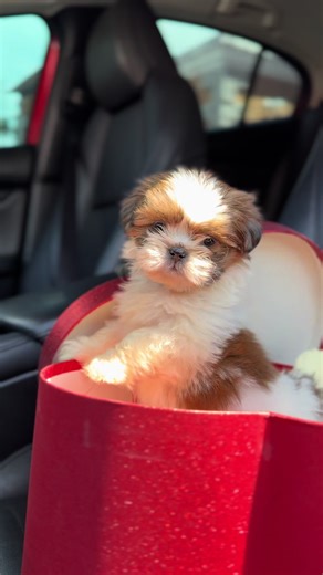 Mini baby shih Tzu 🥹 #Viral #mini #tiktok #guatemala #fyp | shih tzu