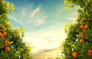 At What Age Does a Citrus Tree Start to Produce Fruit?