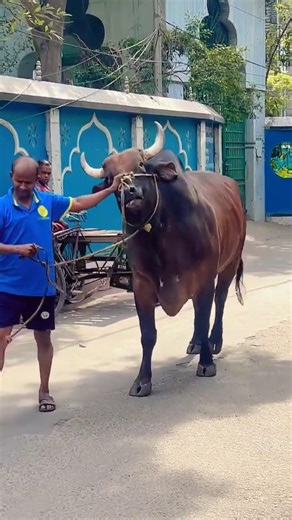 Big very angry bull R.K. Cattle farm