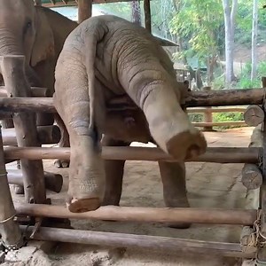 10M views · 151K reactions | The ultimate animal fails compilation! 藍 藍 | Animal Antics | Facebook