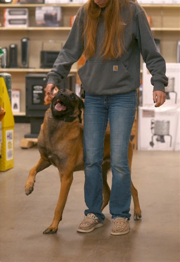 Here’s short list what you can expect when taking a CPI protection dog out in public: •A dog who is confident, stable, and calm around new people and environments •A dog who is alert of your surroundings yet neutral •Complete Off leash control and handling • Your pet Although they are highly trained and we show more performance, they are still your typical lovey and affectionate family pets that we all know and love. #protectiondog #familyprotectiondog #protectiondogtraining #belgianmalinois #fa