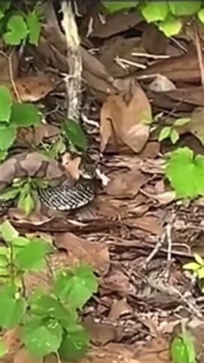King Cobra vs Copperhead Snake Fight