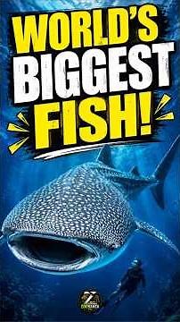 Whale Shark The Largest Fish in the World! 🐋🦈 Amazing Ocean Facts
