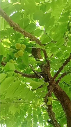 Loop### Trending reels #### Small Amla ####