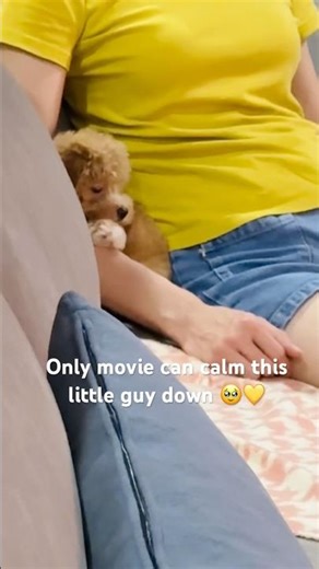 Only movies can calm this little guy down 🥹💛 #cavapoopuppy #puppylife #cavapoo #cutepuppy