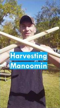 Harvesting Wild Rice the Traditional Way