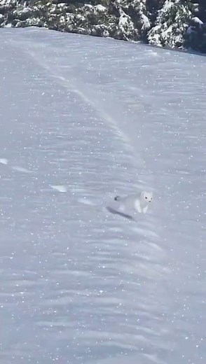 El Armiño de las Nieves ❄️ uno de los animales más bonitos #Armiño #geoadictos #datoscuriosos