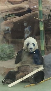 🎟️ Bayangin… 1 tiket aja bisa kasih kamu 40 experience di Taman Safari Bogor! 🦒 Safari Journey keliling satwa 🐼 Main ke Istana Panda 🦜 7 Exhibit satwa seru| 🎢 24 Wahana permainan 🦁 Presentasi satwa edukatif 🌿 Healing di Air Terjun Curug Jaksa Semuanya udah include dalam 1 tiket hemat tanpa biaya tambahan ✨ 👉 Dapatkan tiketmu sekarang di website resmi: tamansafari.com/taman-safari-bogor/booking/ #DiscoverWildlifeKingdom #TheGreatTamanSafariBogor #TamanSafariIndonesia | Taman Safari Bogor