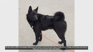 How to Bathe Your Black Norwegian Elkhound: Step-by-Step Guide