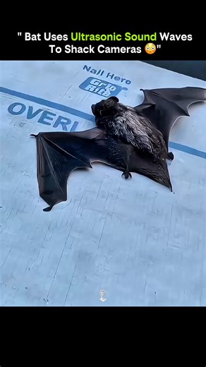 Knowledge Is Power on Instagram: "Invisible sound, real power—bats can disrupt cameras using nothing but their own voices Bats navigate the world through echolocation, emitting ultrasonic sound waves far beyond human hearing. These high-frequency pulses bounce off objects and return detailed information about distance, shape, and movement. But when those same ultrasonic waves interact with modern cameras, something unexpected can happen. Certain camera sensors and microphones are sensitive enoug