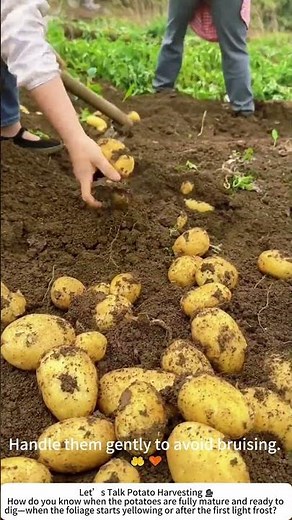 Digging Potatoes by Hand – A Satisfying Harvest in the Field 🥔🧑‍🌾