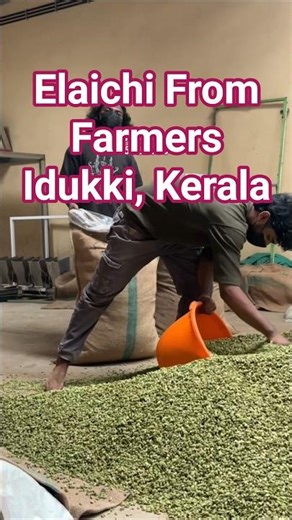 6mm cardamom wholesale market Kerala. Directly sourcing from farmers. #mandi #market #wholesale