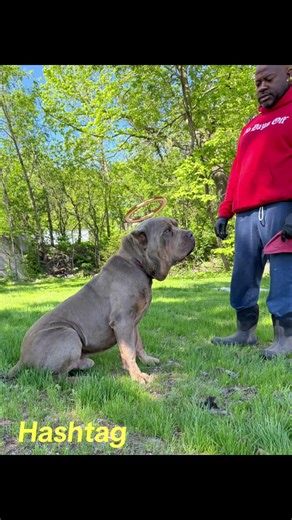 #canecorsoitaliano #corsoking #dogbreed #canecorso #corso #puppy #mastiff #fyp #dog
