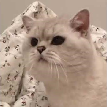 Cat Tries to Meow While Shaking Head - 1035268