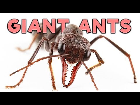 Ant Room Tour | Giant Bull Ants