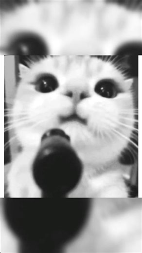 First to the Top WINS… Everyone Else FALLS 😂 #roblox #obby