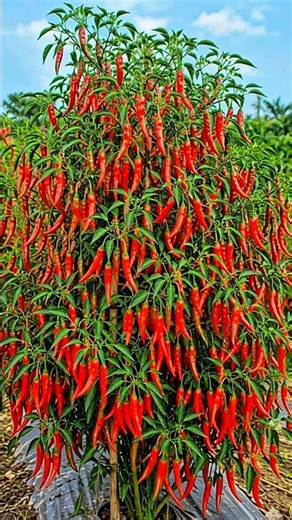 Stop Chili Flower Drop & Boost Yield Naturally | More Peppers on Every Plant #agriculture #farming