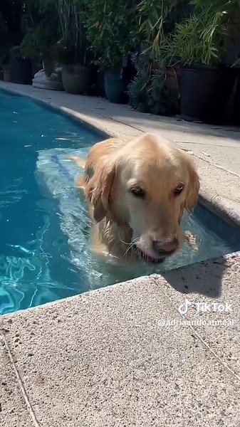 i never know @Mr. Meal ‘s next move #PoolTime #SwimmingDog #Summer | Dog Swimming In Pool