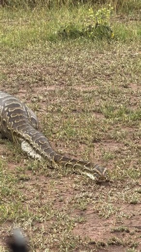 Visit Tanzania | The Central African rock python after killing and swallow an adult female impala on the Western Serengeti 📍Nyasirori plains Video credits... | Instagram