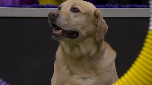 20K views · 724 reactions | Tag, you’re it! Tag, the Labrador Retriever took the Masters Agility Championship Finals course by storm and mastered the weave poles portion with impressive focus. | Westminster Kennel Club Dog Show | Facebook
