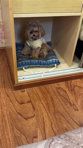 Is Your Maltai So Clever? Dog The Maltese's Unique Sleep Habit