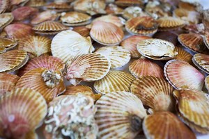 SAGB CONFERENCE TO FOCUS ON KEY ISSUES AFFECTING UK SHELLFISH SECTOR