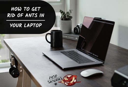 How to Get Rid of Ants in a Laptop | Safe & Proven Methods! - Pest Samurai