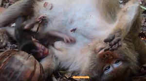 6.5K views · 286 reactions | Million sadness newborn baby monkey Dalton lying hug mom Dolly | Monkey Balina | Facebook