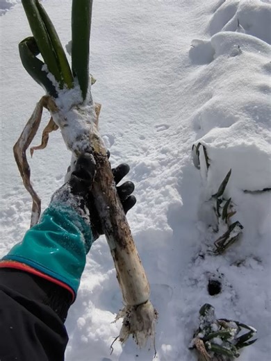 やぶかわ農園 on Instagram: "雪の下ネギの収穫。 ここ数日で一気に雪が降りようやく根雪となりました。 長ネギたちは雪の中の寒さでたっぷり糖度を蓄えています。 今日の気温は-4℃で手がかじかみますが一生懸命収穫中💪 食べチョクで販売中ですので是非！ #やぶかわ農園 #雪の下ネギ #士別市朝日町 #エゾにんにく #冬野菜"