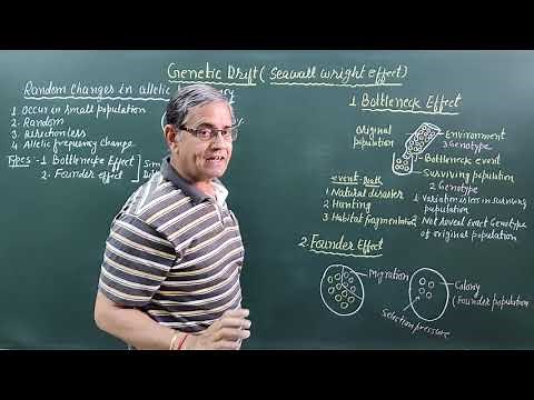 Genetic Drift || Sewall Wright Effect