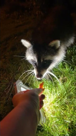 Raccoon Bites Finger While Being Fed