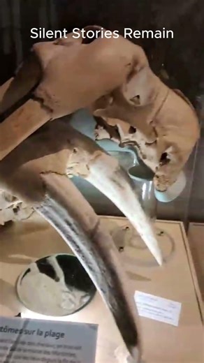 Ghost Beach Bones Found?#NatureMystery #HiddenTruth