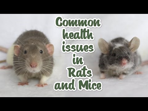 The most common health issues in Rats and Mice