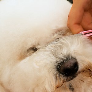 Fascinating Dog Grooming Thanks for watching! Please be aware that this video is for entertainment purposes only and techniques shown should not be attempted at home! | Gorgeous