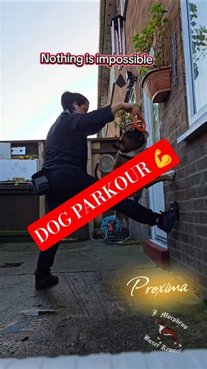 Boxer Training Tips: Wall Jump Demonstration