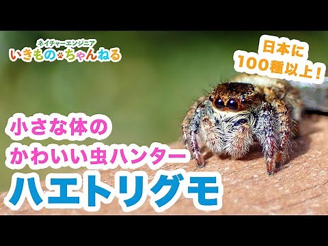 ハエトリグモの種類と魅力 小さな体のかわいい虫ハンター