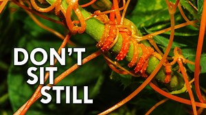 How Vampire Plants Drain Life From Their Hosts